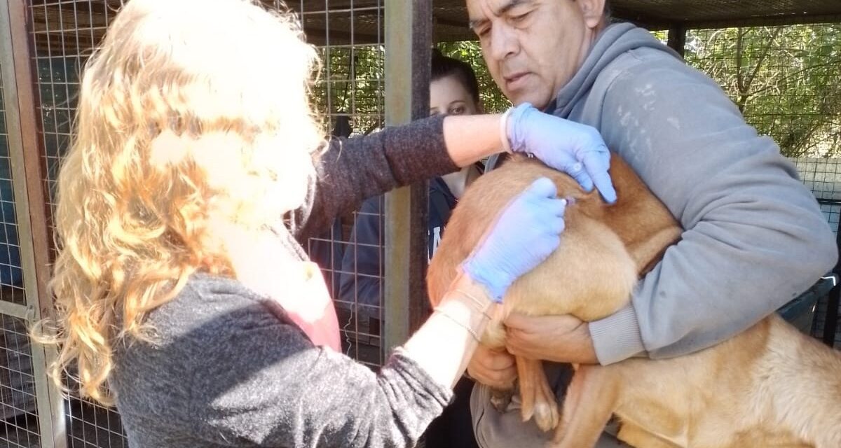 En un operativo especial, el Municipio vacunó a más de 100 perros en APAC