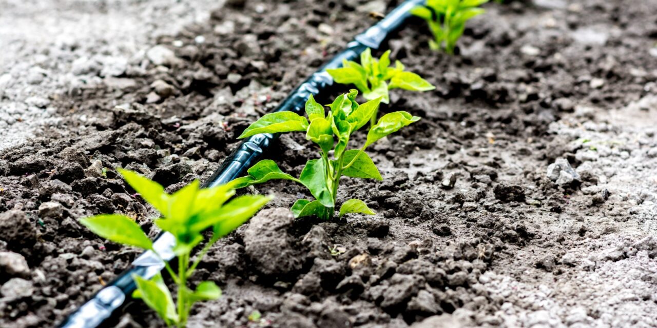 Bayer anuncia alianzas clave en su Programa Pro-Carbono para impulsar la agricultura sustentable y combatir el cambio climático en Argentina