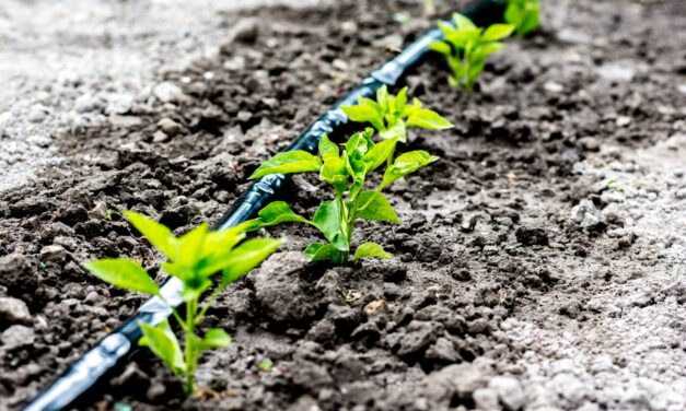 Bayer anuncia alianzas clave en su Programa Pro-Carbono para impulsar la agricultura sustentable y combatir el cambio climático en Argentina