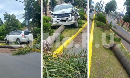 Un conductor alcoholizado derribó palmeras en la avenida Varela