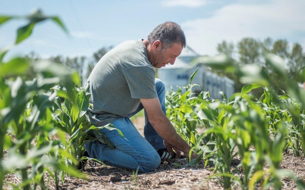 El maíz siempre es una oportunidad: recupera terreno y aspira a crecer un 18%
