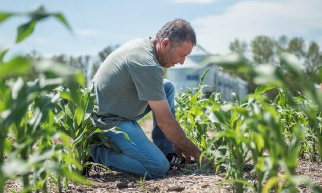 El maíz siempre es una oportunidad: recupera terreno y aspira a crecer un 18%