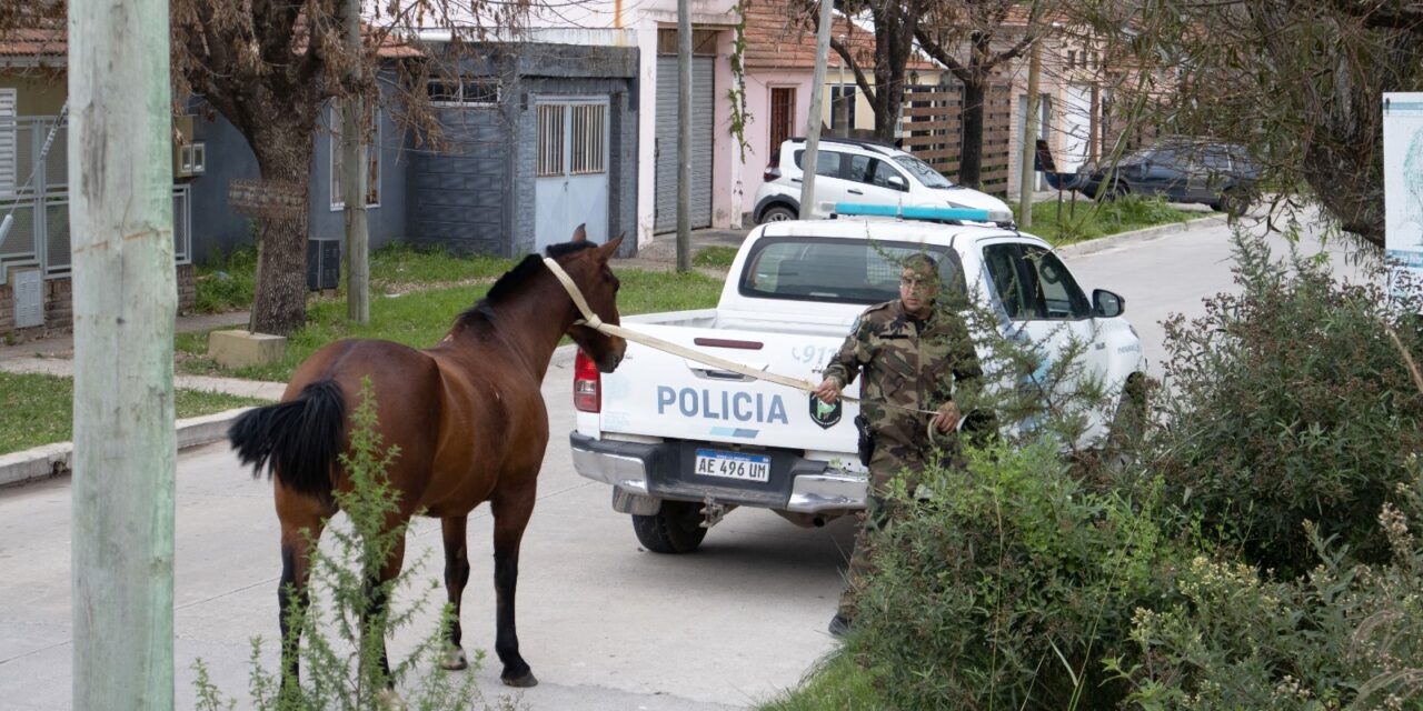 El Municipio firmó un convenio con una ONG para transferir los caballos secuestrados en la vía pública