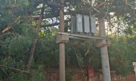 CAYÓ UN ÁRBOL SOBRE UN TRANSFORMADOR DE EDEN Y DEJÓ UN SECTOR DEL CENTRO DE CAMPANA SIN ELECTRICIDAD