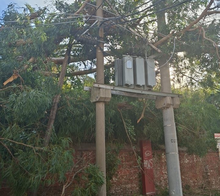 CAYÓ UN ÁRBOL SOBRE UN TRANSFORMADOR DE EDEN Y DEJÓ UN SECTOR DEL CENTRO DE CAMPANA SIN ELECTRICIDAD