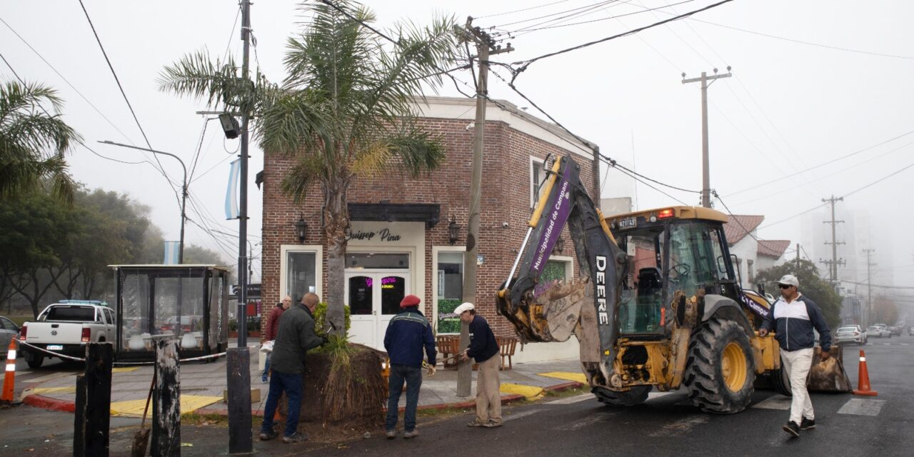 Ya fueron reubicadas las palmeras de Av. Mitre y Belgrano