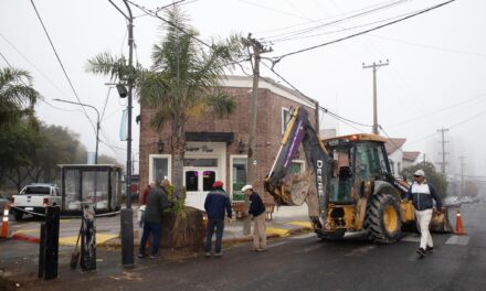 Ya fueron reubicadas las palmeras de Av. Mitre y Belgrano